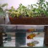 魚水槽×ハイドロカルチャー、魚と植物が共存するアクアポニックスの仕組みを解説